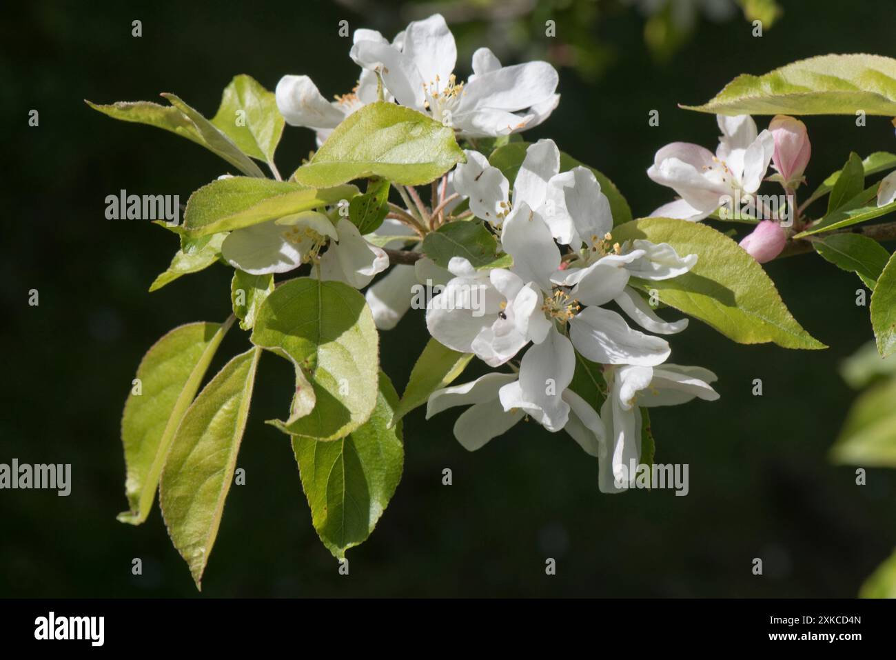 Junge Blätter und weiße Blüten einer Apfelsorte Discovery in einem frühen Frühlingsgarten, Berkshire, April Stockfoto