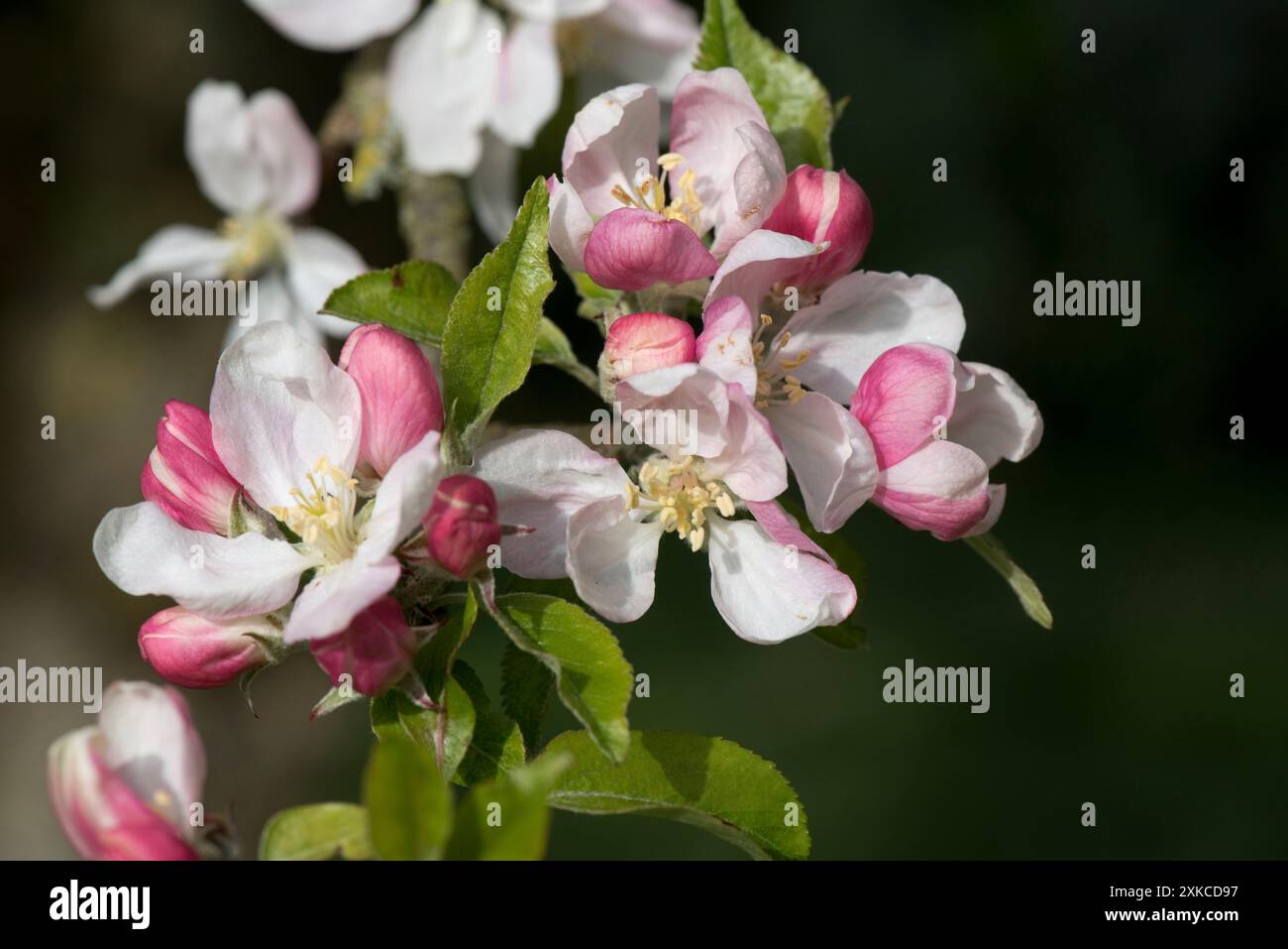 Königsblüten und rosa Knospen auf der Blütenblüte eines Apfelbaums in Egremont mit rosafarbenem Obstgarten im frühen Frühjahr, Berkshire, April Stockfoto