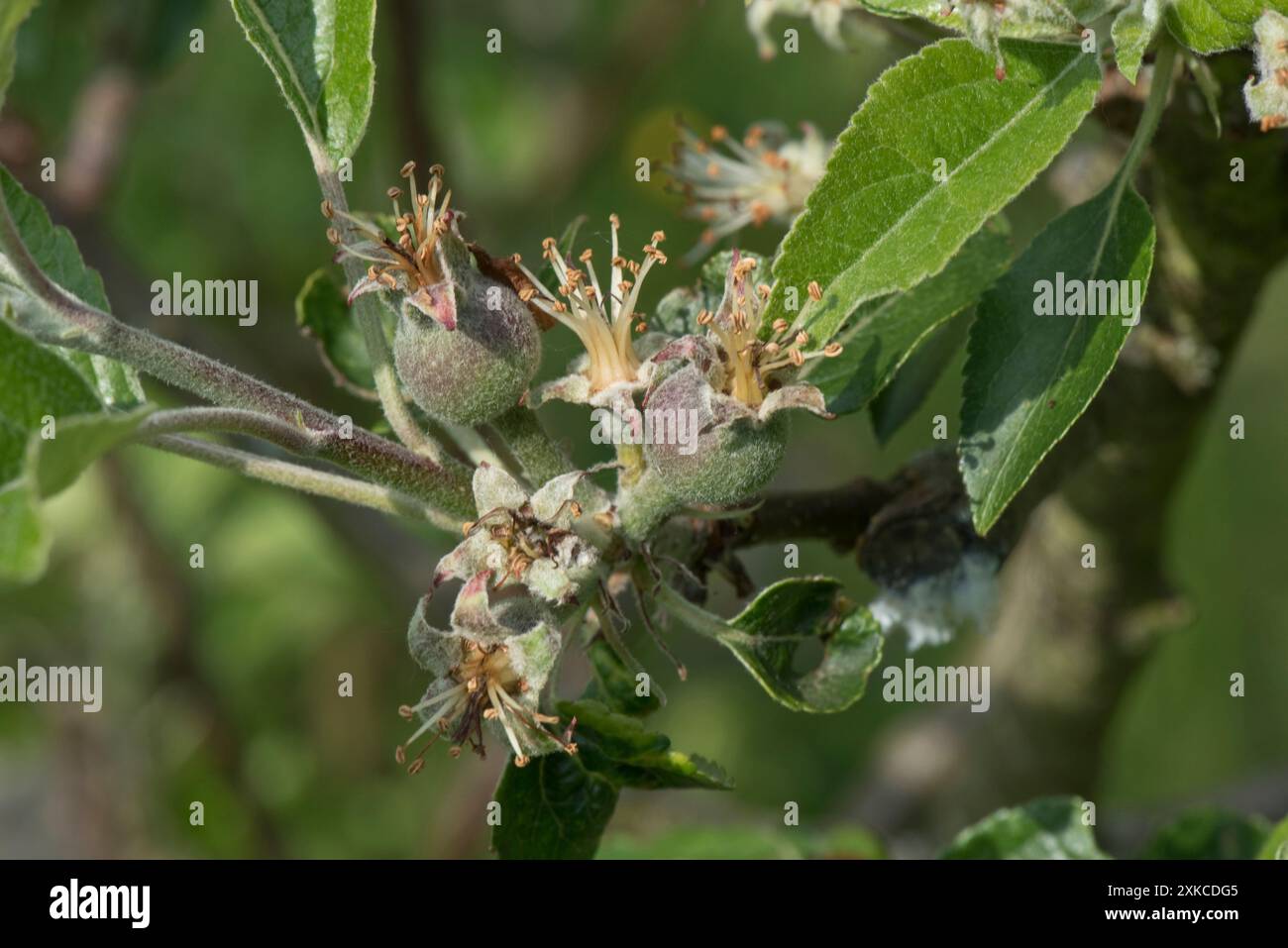 Kleine junge Früchte zwischen jungen Blättern mit gedüngten Antheren auf Staubblättern, die sich nach den Blüten eines Apfelbaums der Discovery-Plantage in Berkshire entwickeln. Stockfoto