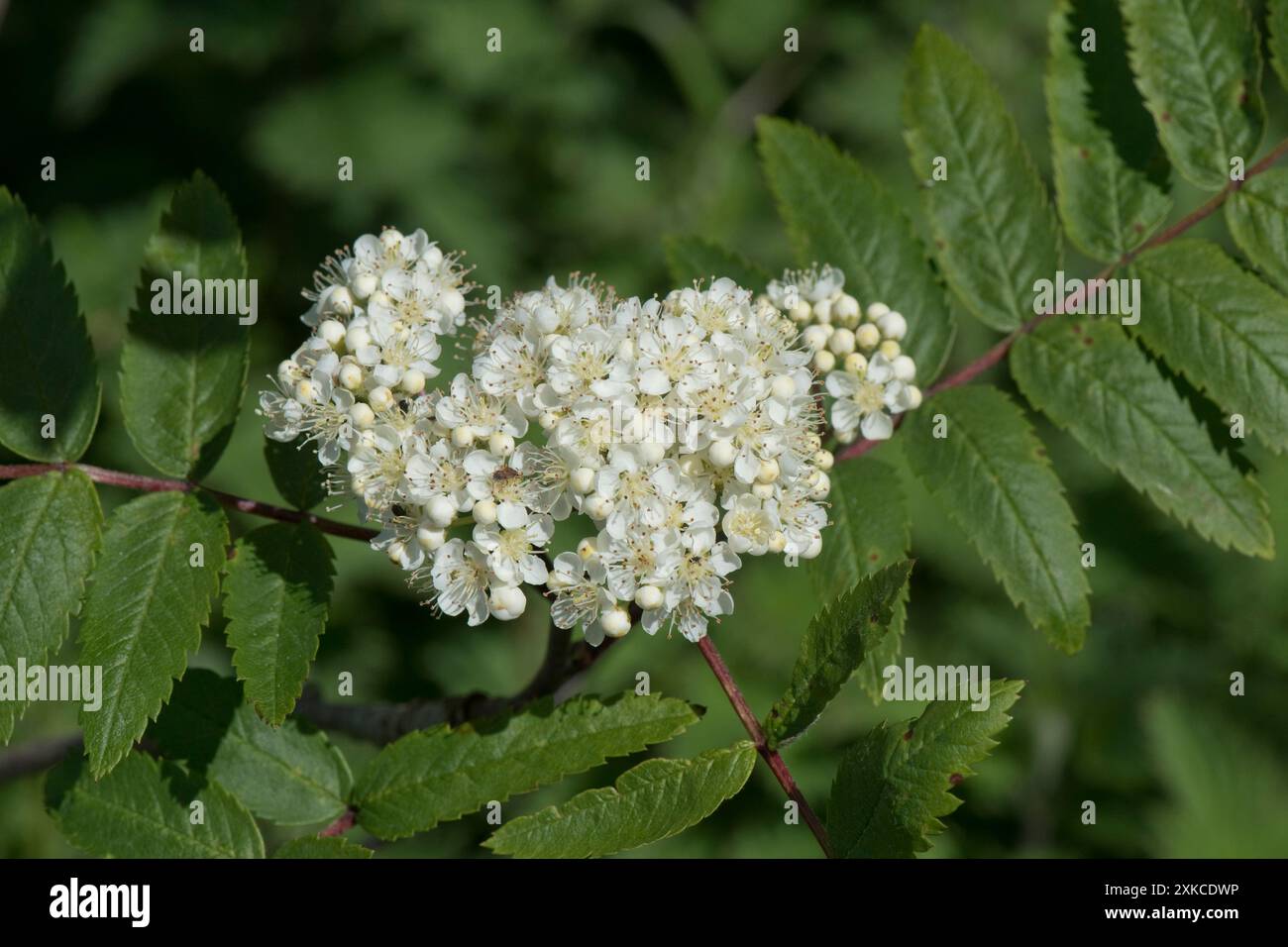 Eberesche oder Eberesche (Sorbus aucuparia) Korymb aus zarten weißen/cremefarbenen Blüten gegen gefiederte Blätter paarweise an einem zentralen Stiel Stockfoto