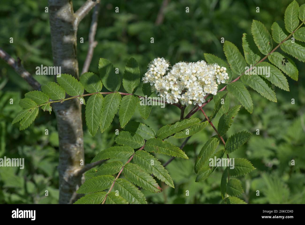 Eberesche oder Eberesche (Sorbus aucuparia) Korymb aus zarten weißen/cremefarbenen Blüten gegen gefiederte Blätter paarweise an einem zentralen Stiel Stockfoto