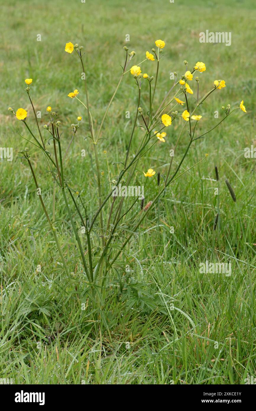 Wiesen- oder Feldbutterblumen (Ranunculus acris) hohe Blüten auf einer Grasweide, Berkshire, April Stockfoto
