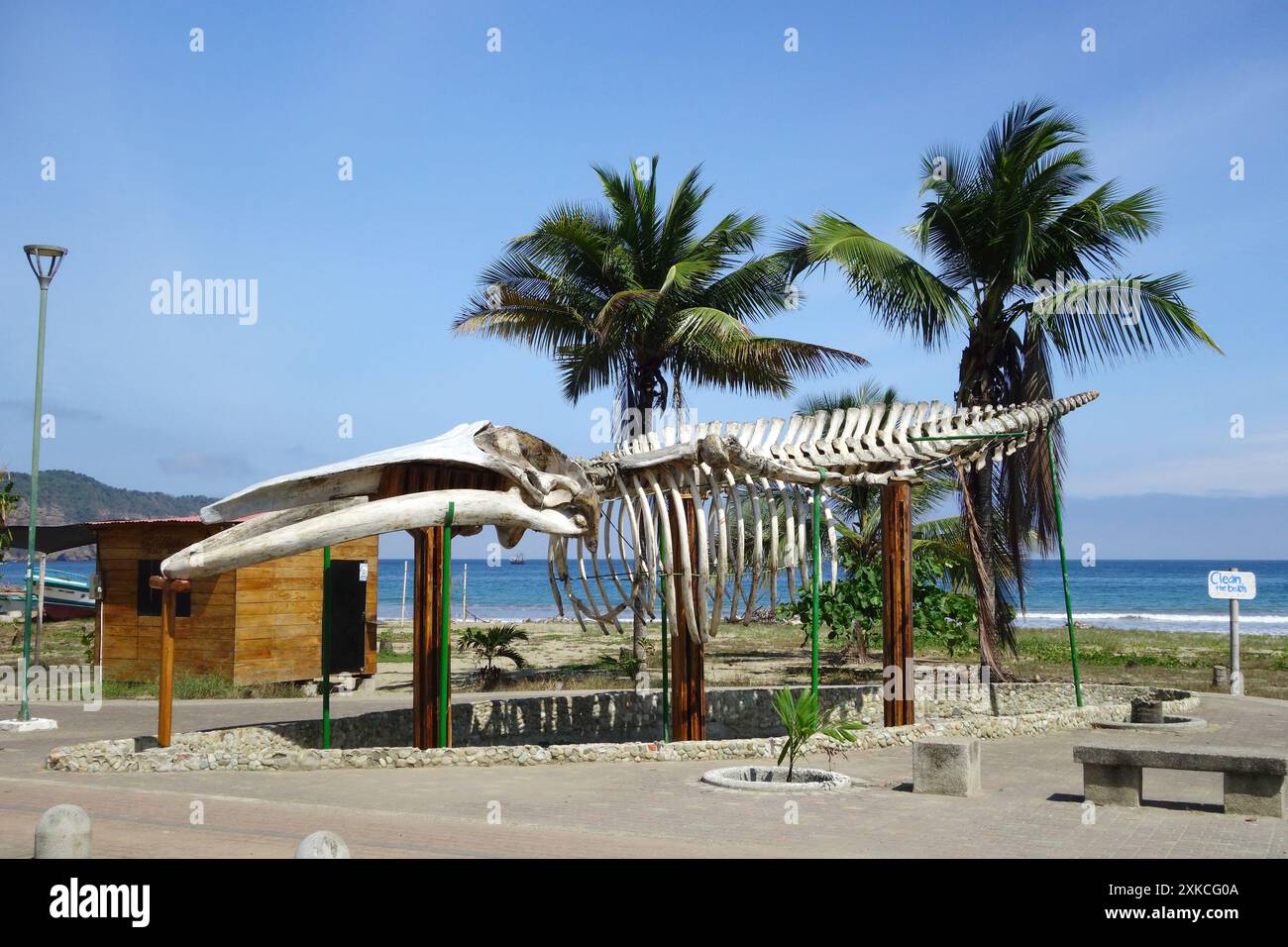 Walskelett, Puerto López, Fischerdorf, Provinz Manabí, Ecuador, Südamerika Stockfoto