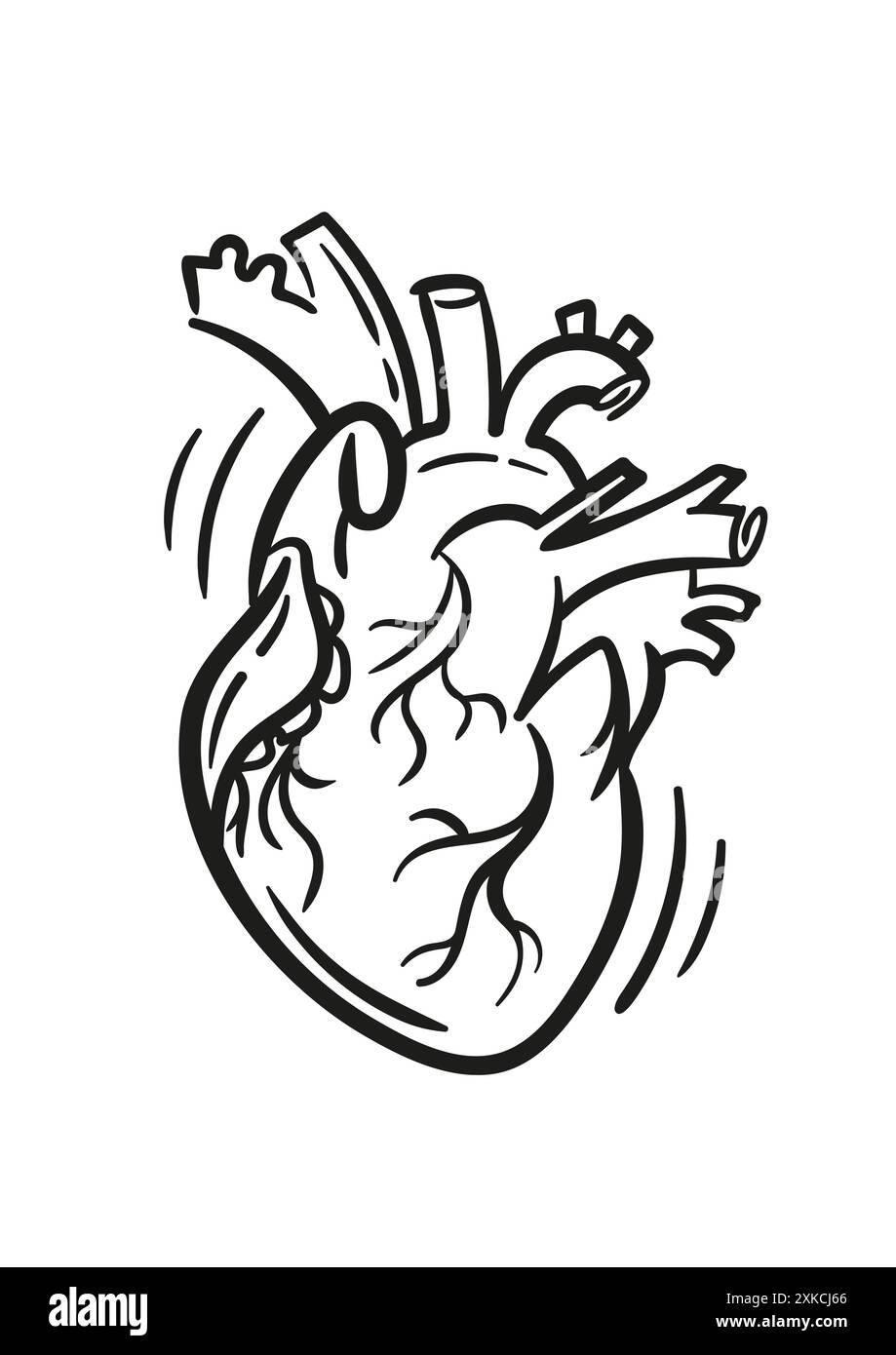 Realistisches anatomisches Herz, handgezeichnete Vektor-Illustration im Doodle-Stil, Skizzenzeichnung. Für Tätowierungen, Poster, Designelemente. Stock Vektor
