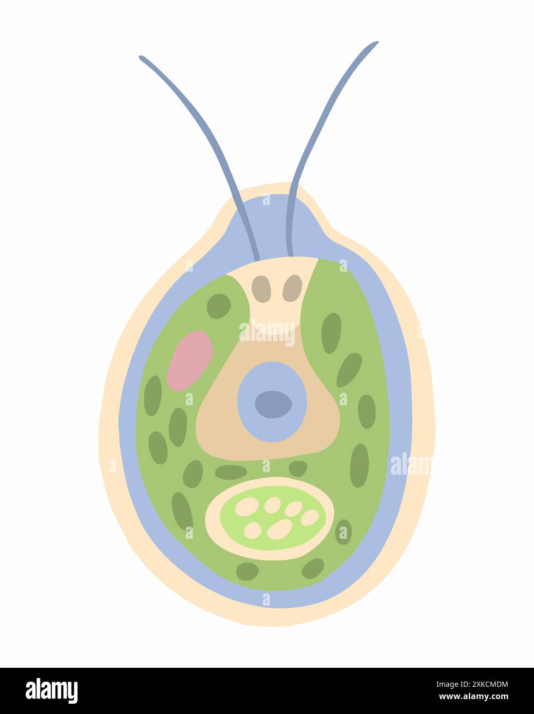 Vektor-isolierte Illustration von Chlamydomonas auf weißem Hintergrund. Stock Vektor