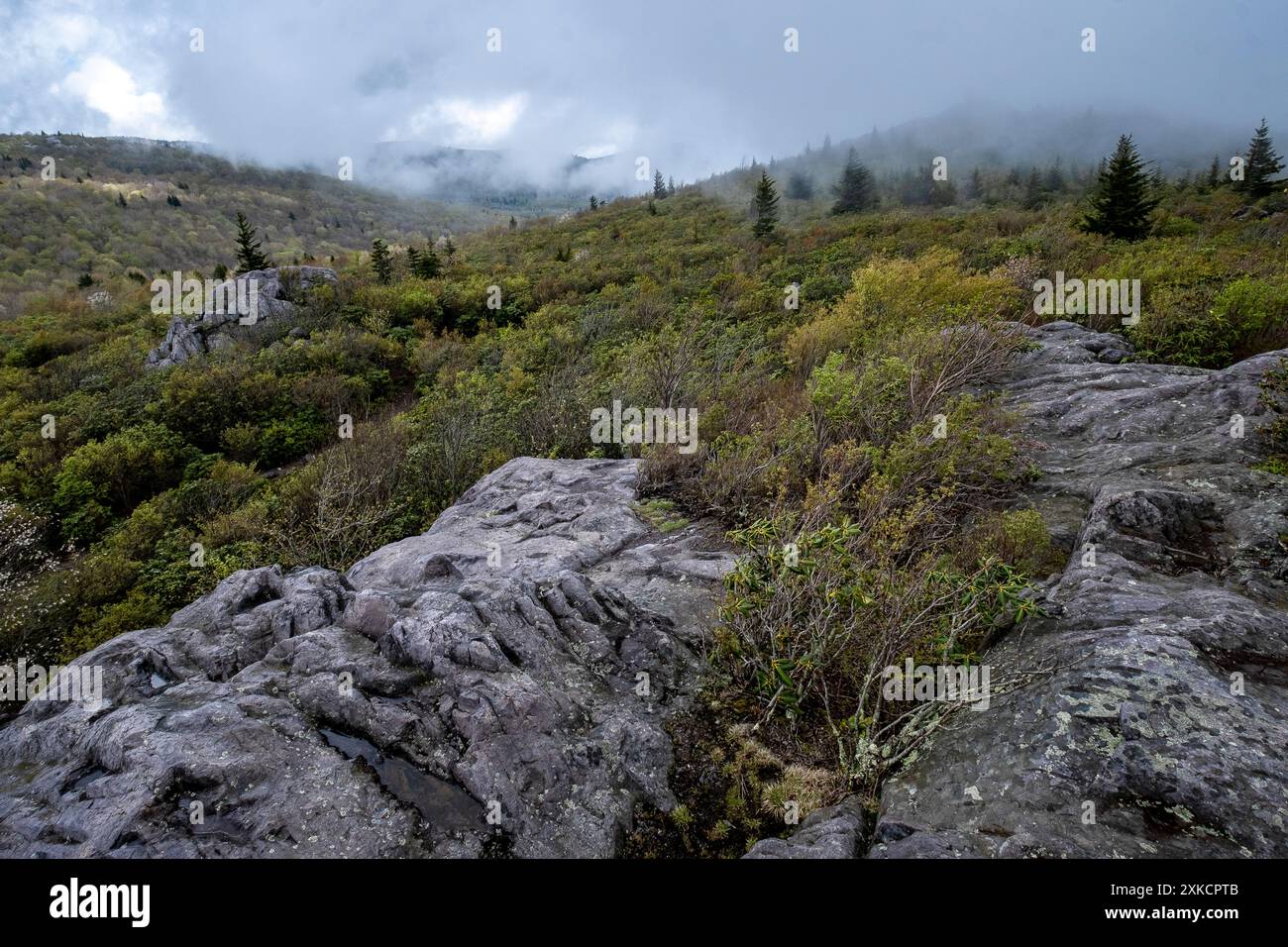 Misty Morning in den Grayson Highlands im Südwesten von Virginia, USA Stockfoto