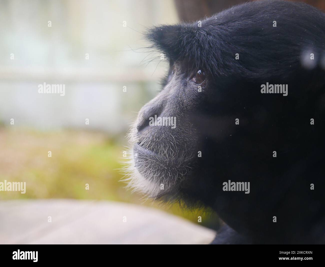 Siamang (Symphalangus Syndactylus) Stockfoto
