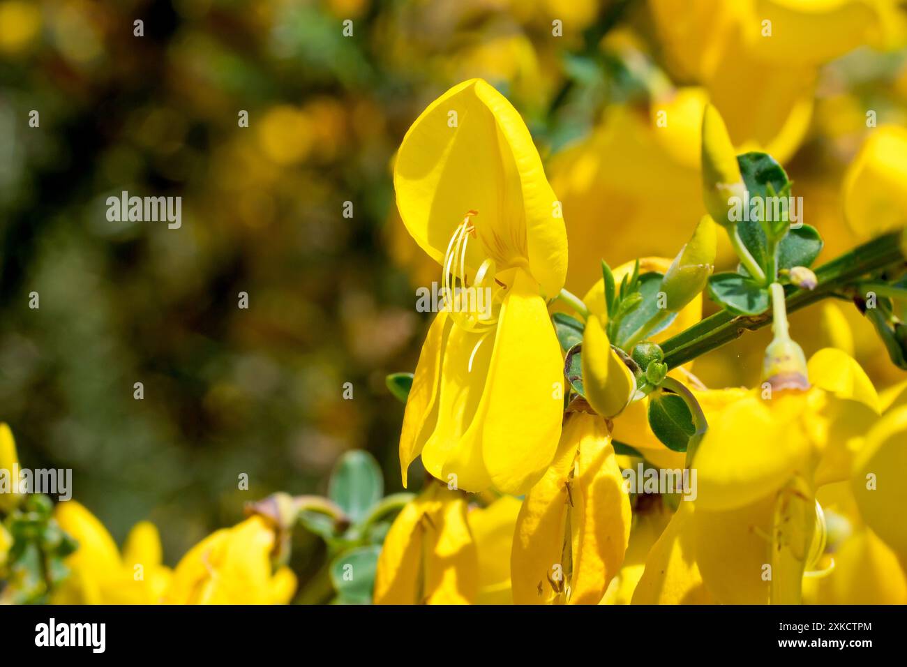 Besen (cytisus scoparius), Nahaufnahme mit Fokus auf eine einzelne gelbe Blume des Strauchs, isoliert in der Frühlingssonne. Stockfoto