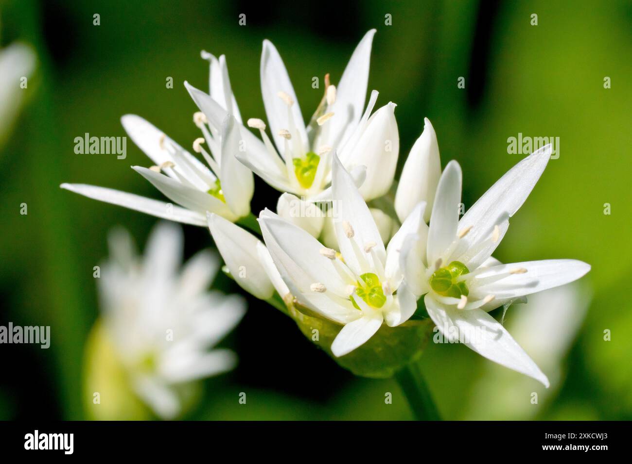 Ramsons oder Wilder Knoblauch (allium ursinum), Nahaufnahme, die die weißen Blüten der Waldpflanze zeigt, die in der Frühlingssonne zu erscheinen beginnen. Stockfoto