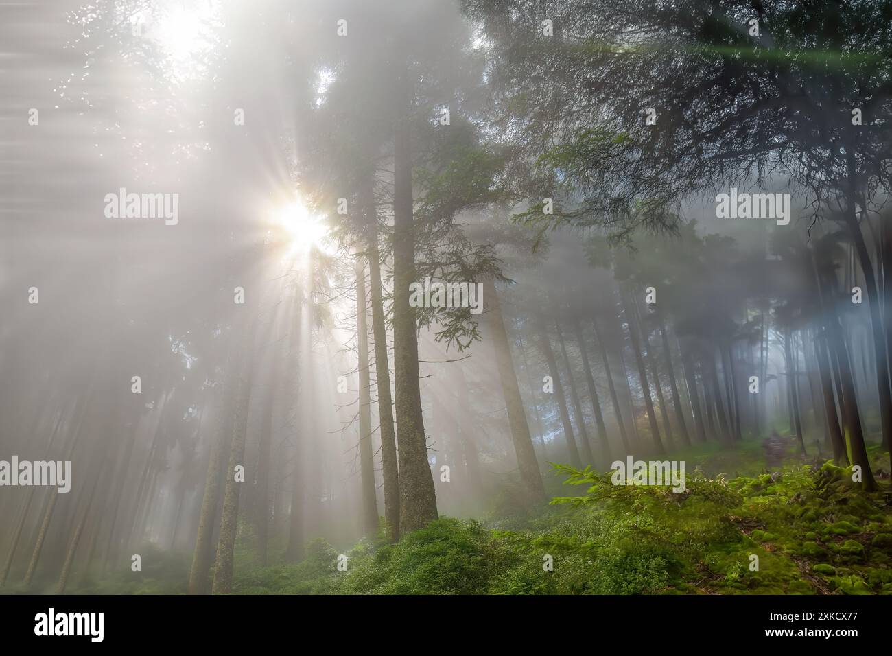 Ein nebeliger Wald in der wunderschönen Wildschönau Österreichs. Er liegt in einem abgelegenen Alpental auf etwa 1.000 m Höhe Stockfoto