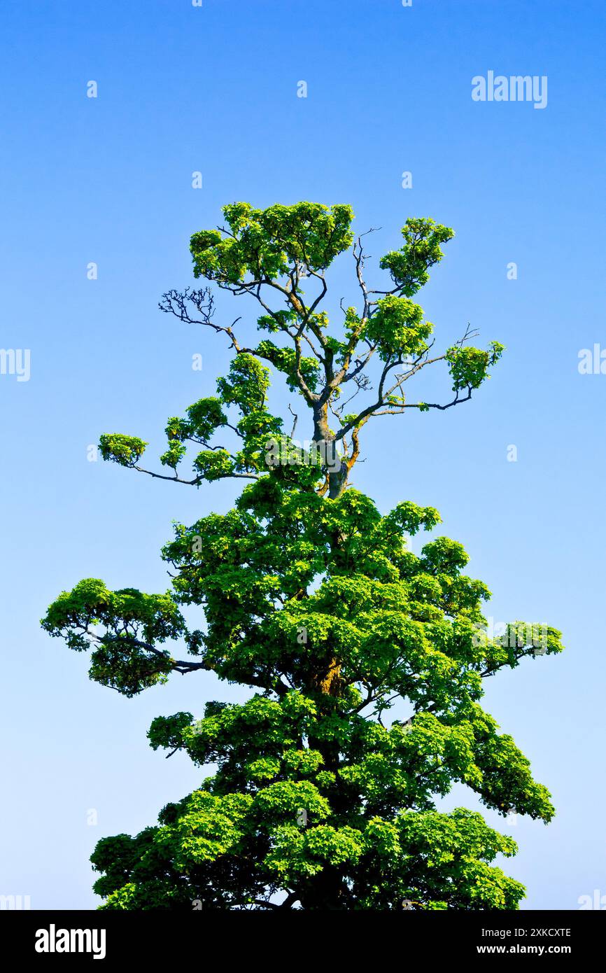 Sycamore (Acer pseudoplatanus) zeigt einen hohen Reifen Baum im Blatt, isoliert gegen einen klaren blauen Frühlingshimmel. Stockfoto