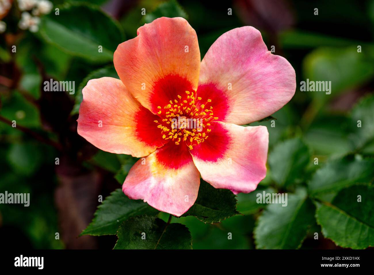 Bush Rose (Nur Für Ihre Augen) Stockfoto