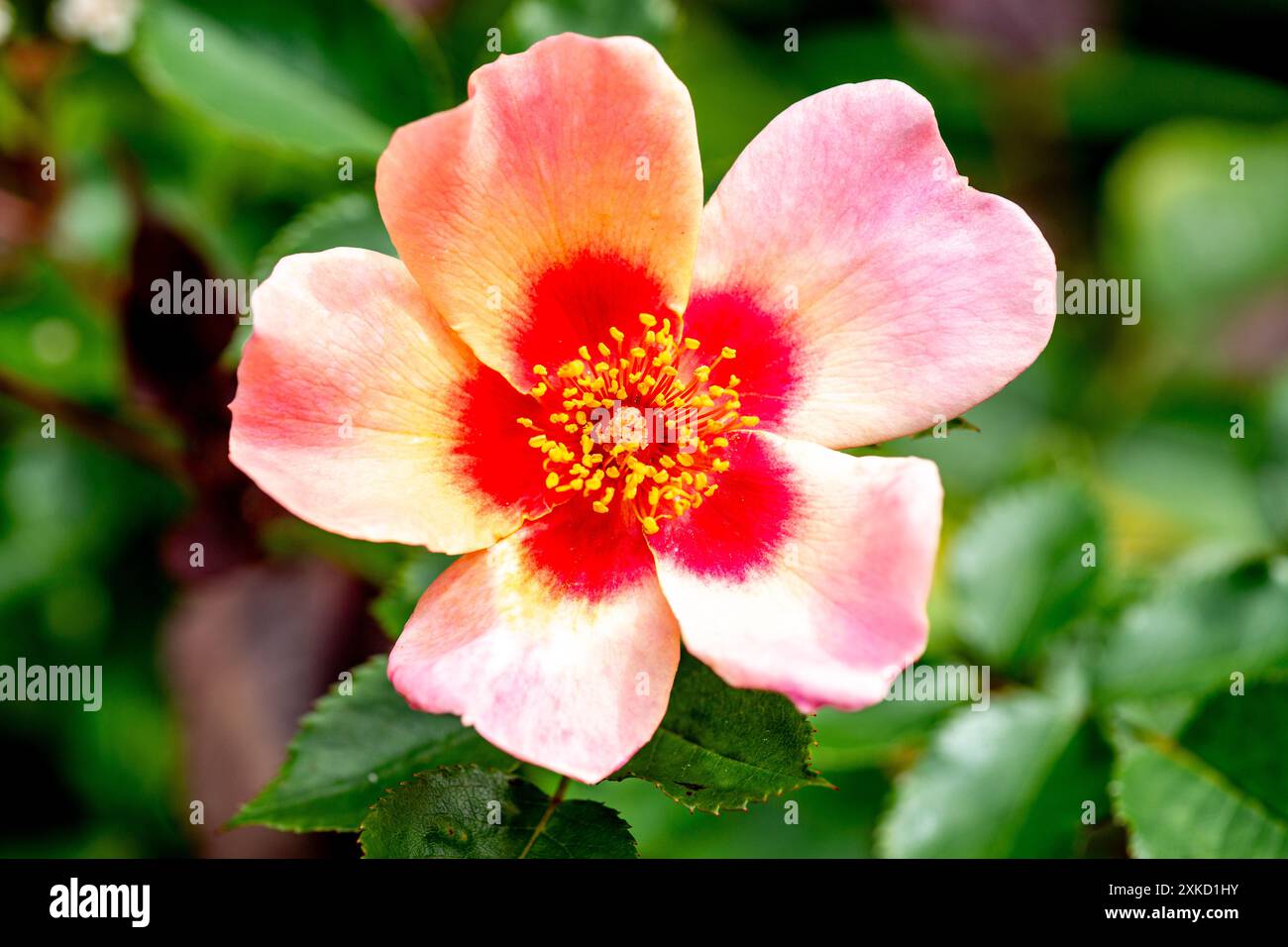 Bush Rose (Nur Für Ihre Augen) Stockfoto