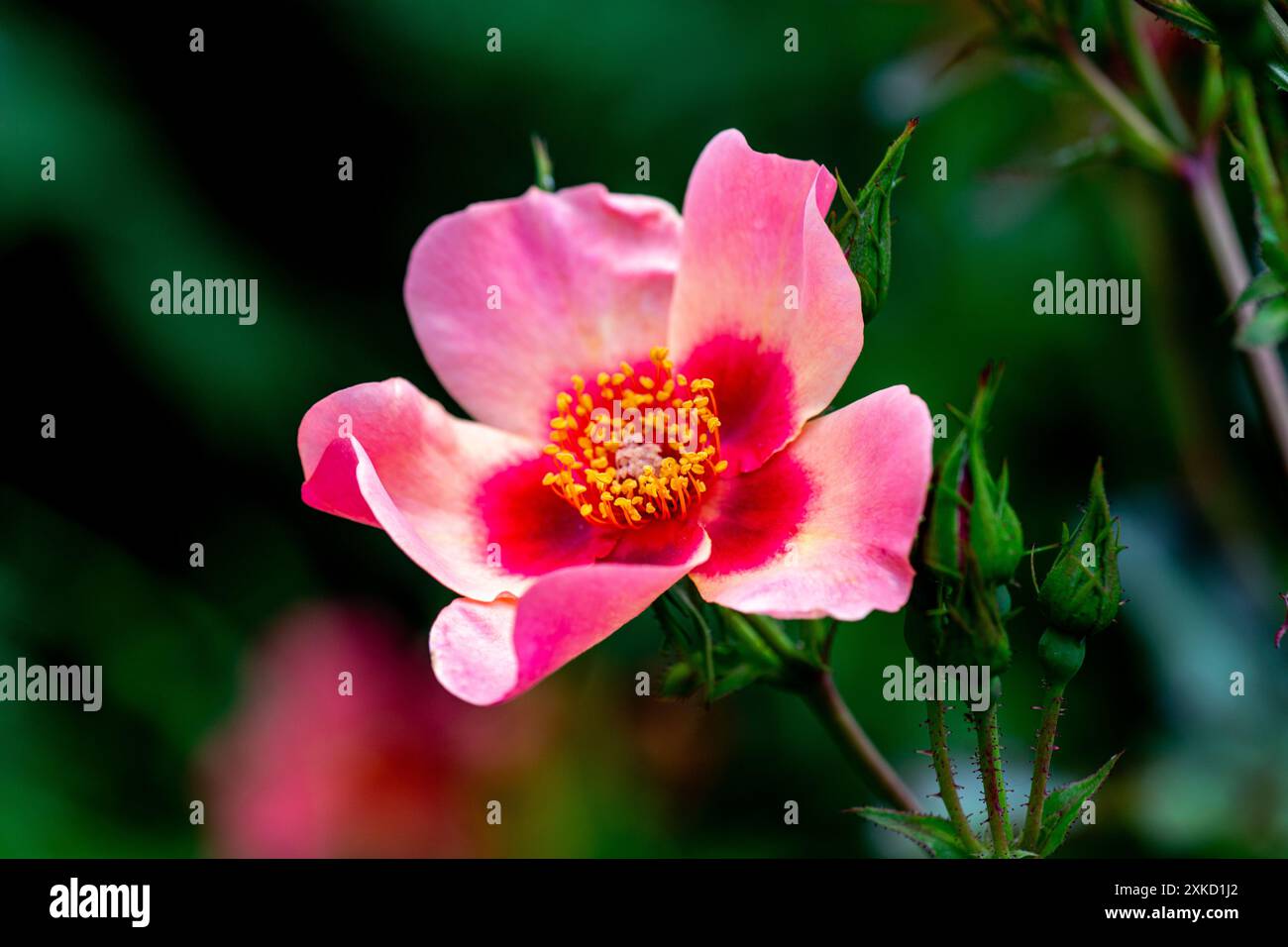 Bush Rose (Nur Für Ihre Augen) Stockfoto