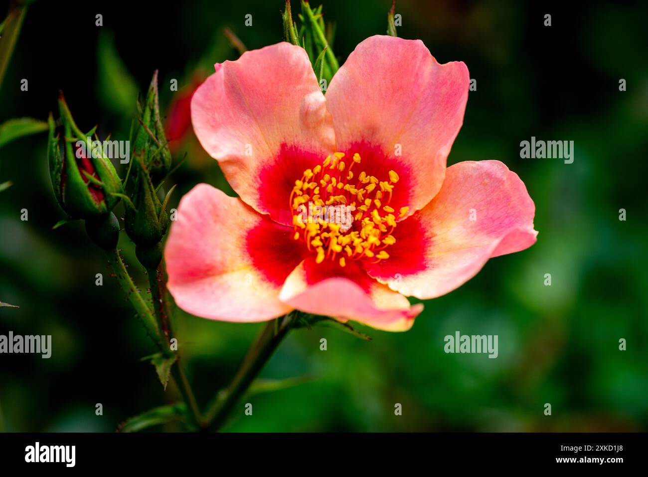 Bush Rose (Nur Für Ihre Augen) Stockfoto