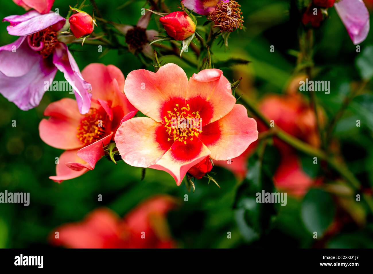 Bush Rose (Nur Für Ihre Augen) Stockfoto