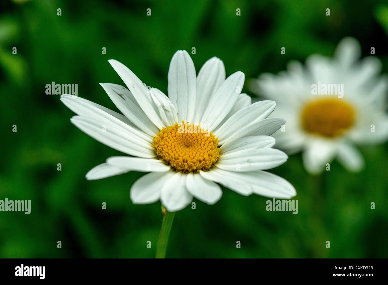 Leucanthemum superbum Stockfoto