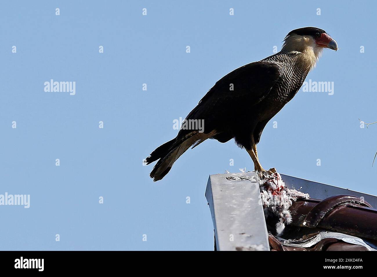 Itapoa, Brasilien. Juli 2024. Hawk ernährt sich von Tauben, die am 22. Juli am Itapema do Norte Beach in Itapoa, Brasilien, gefangen genommen wurden. Foto: Heuler Andrey/DiaEsportivo/Alamy Live News Credit: DiaEsportivo/Alamy Live News Stockfoto