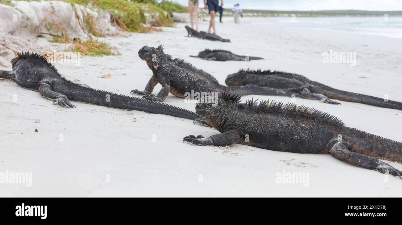 Galapagos Meeresleguane an einem Strand, selektiver Fokus, Galapagos Inseln, Ecuador. Stockfoto