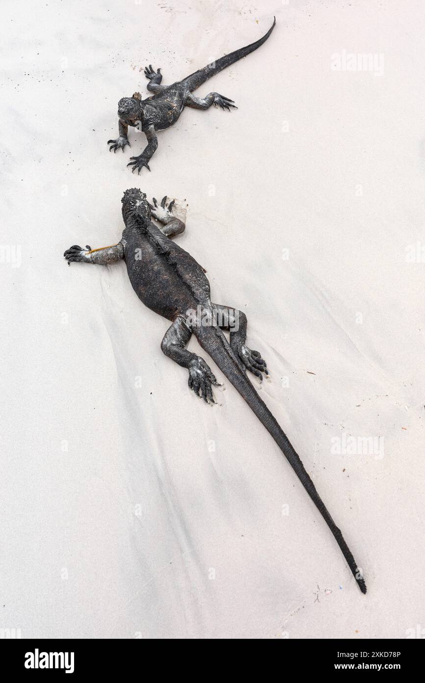 Galapagos Meeresleguane an einem Strand, selektiver Fokus, Galapagos Inseln, Ecuador. Stockfoto