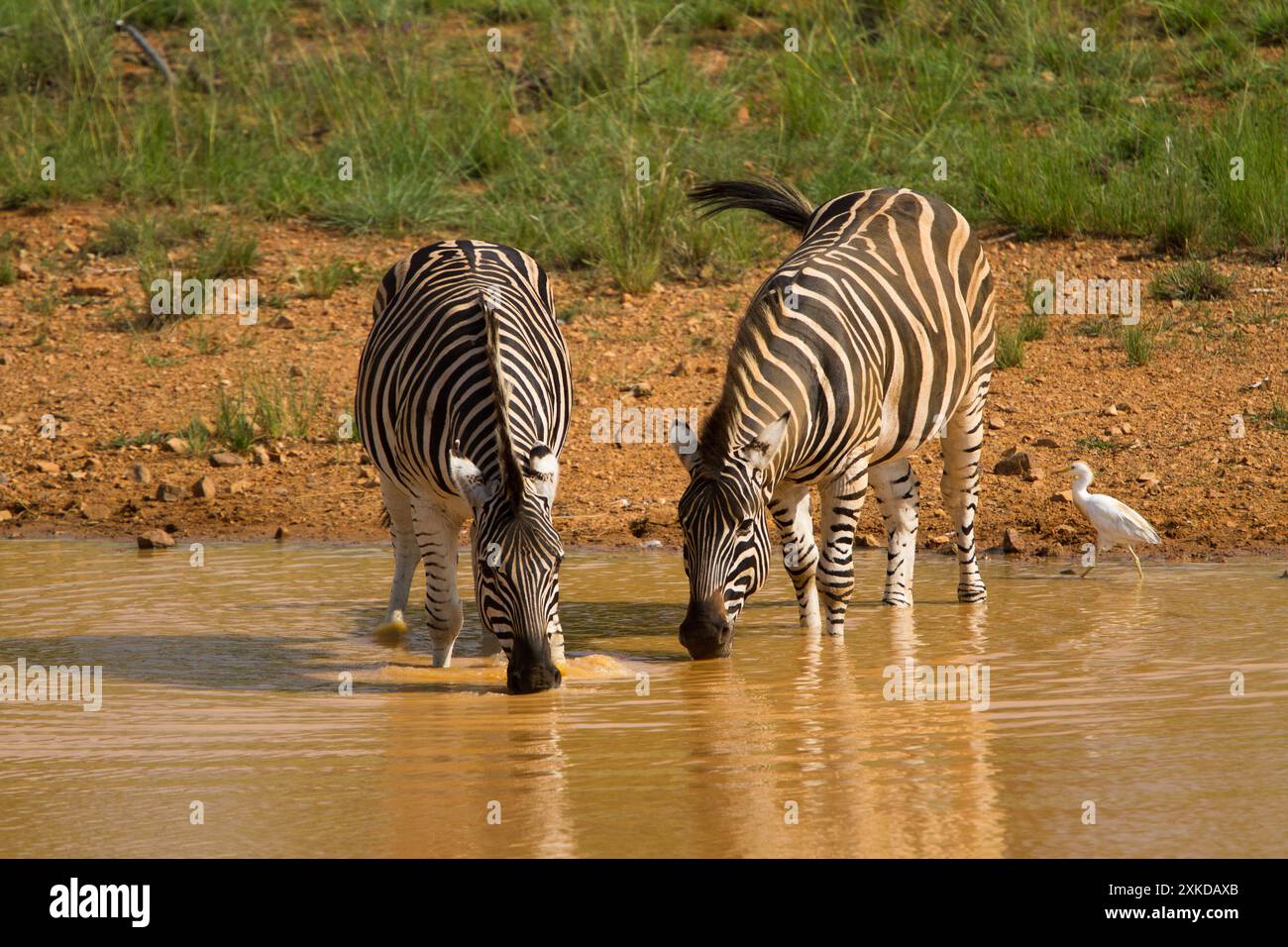 Plains Zebra am Bewässerungsloch Stockfoto