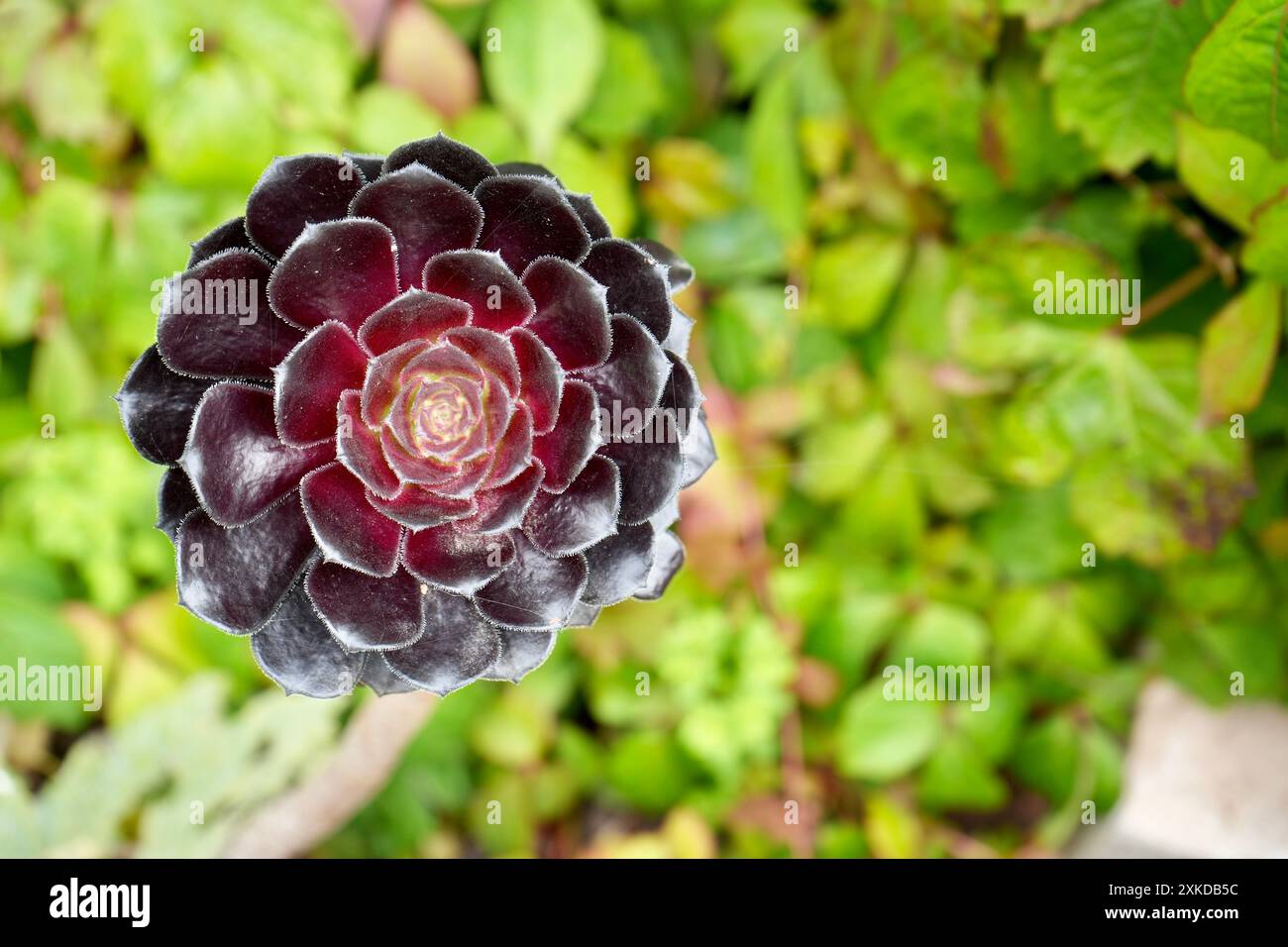 Atemberaubendes violettes Aeonium Arboreum, The Tree Aeonium. England, Großbritannien. Stockfoto