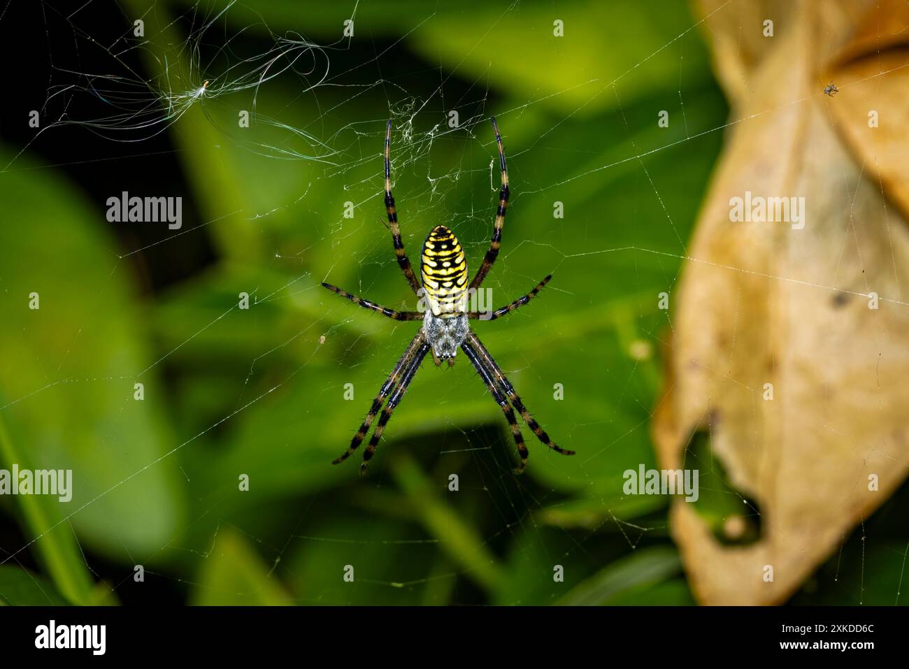 Eine Wasp Spider im Netz Stockfoto