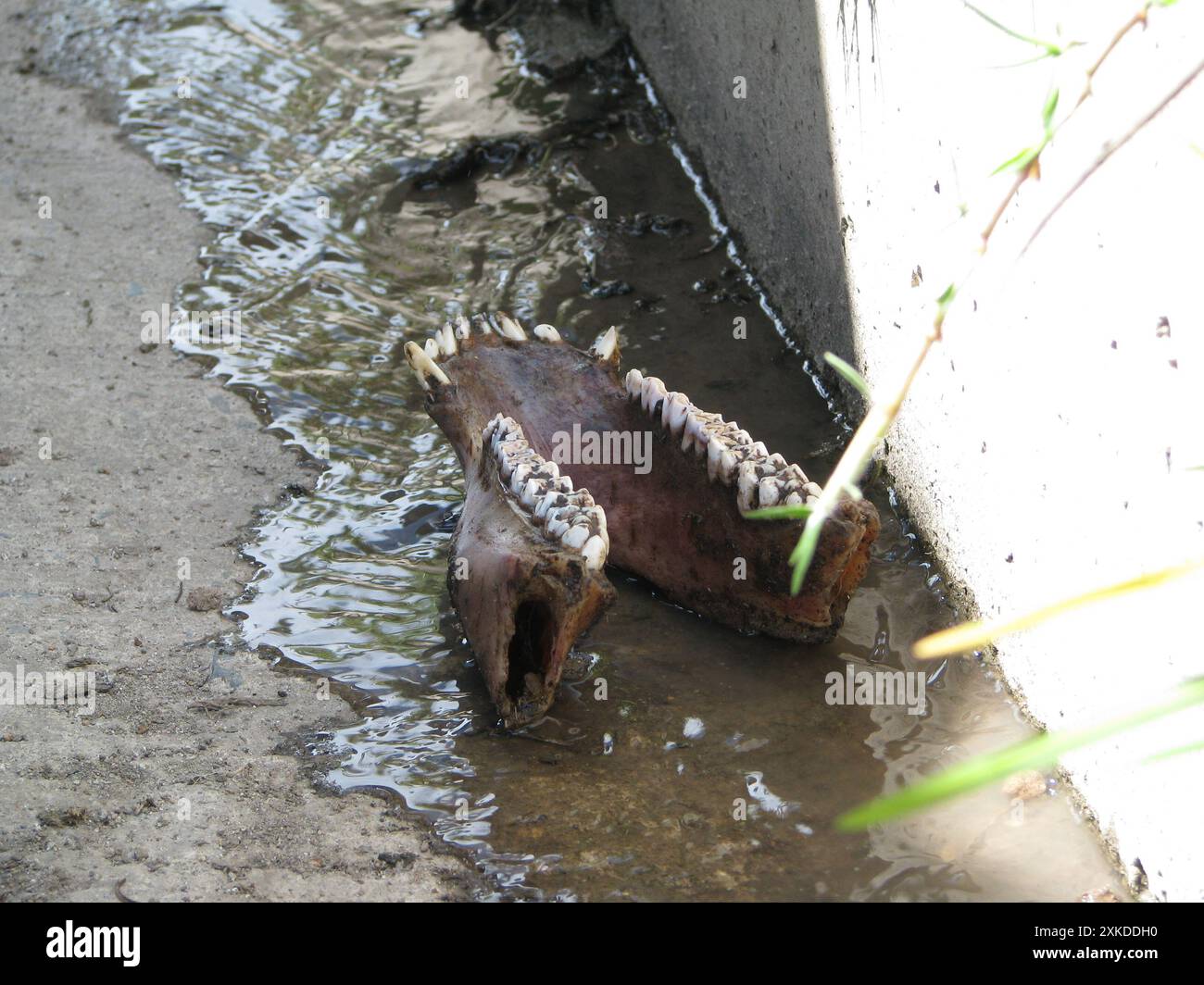 Ein Kieferknochen am Straßenrand in Ecuador Stockfoto