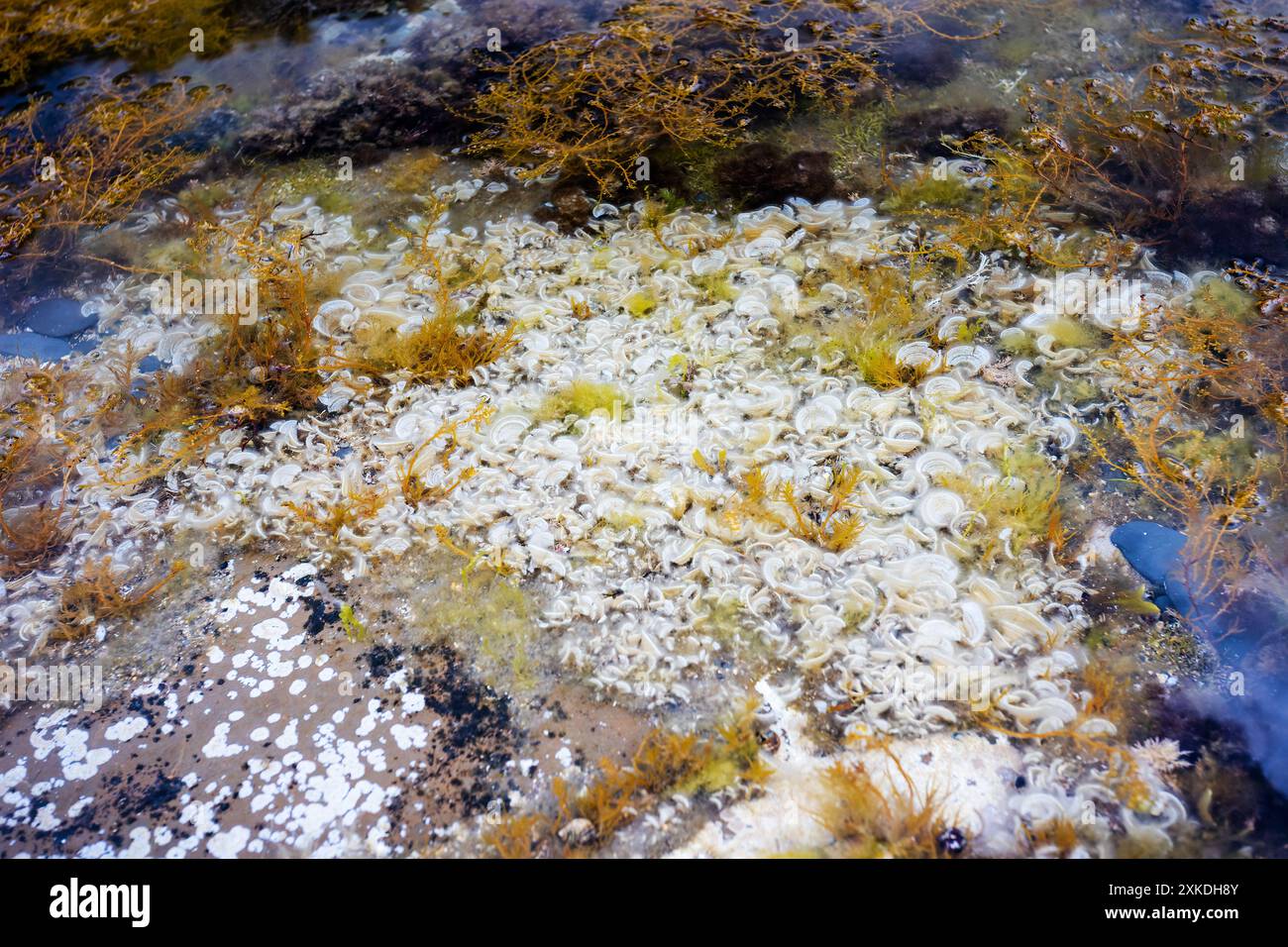 Blick in klare Felsenbecken, die Perlenanemonien, Muschelschalen, Algen und andere Arten von Meerestieren enthalten. Stockfoto