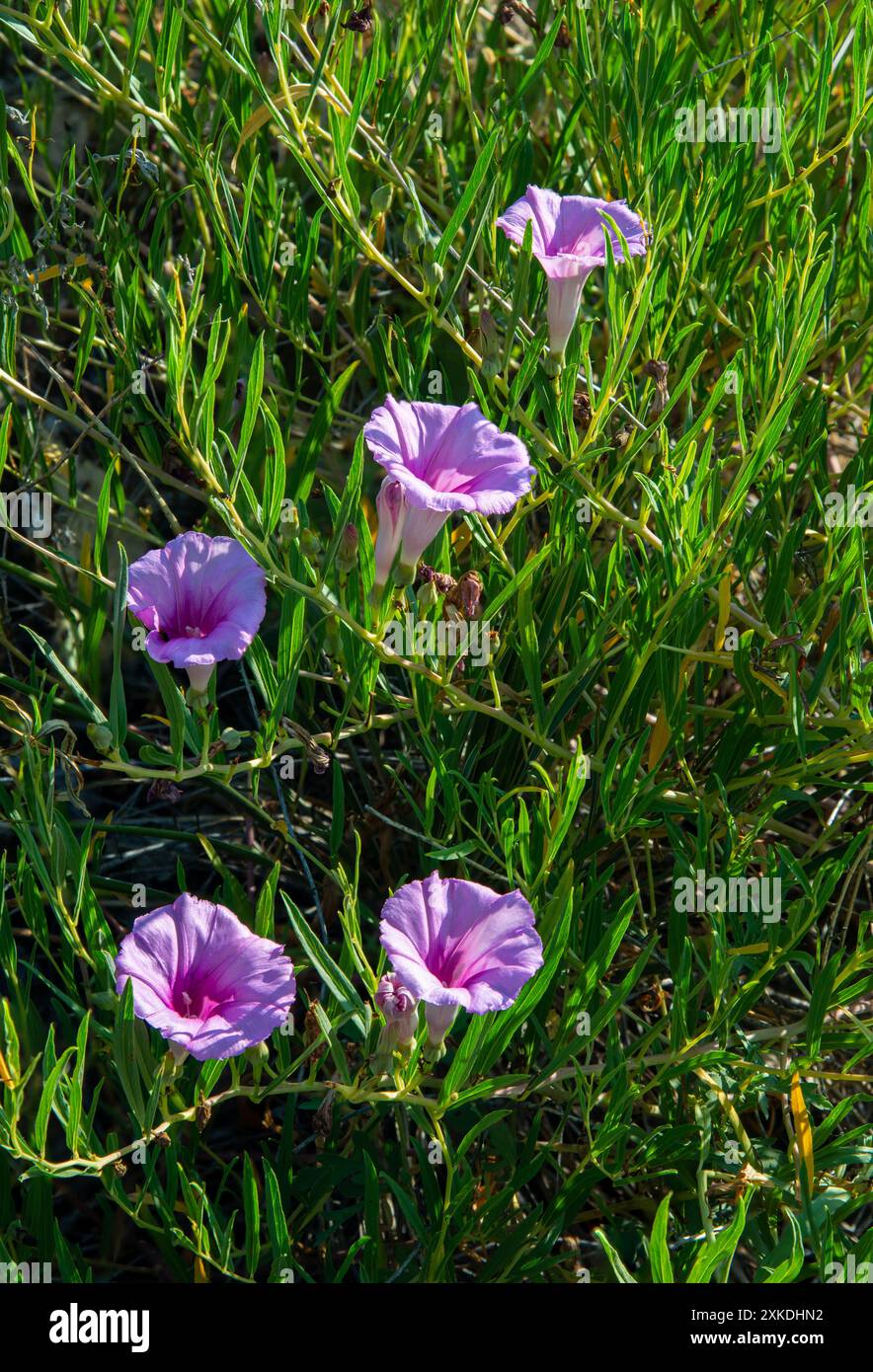 Purple Morning Glory Flowers (Ipomoea) blüht im Palo Duro Canyon State Park, Texas Stockfoto