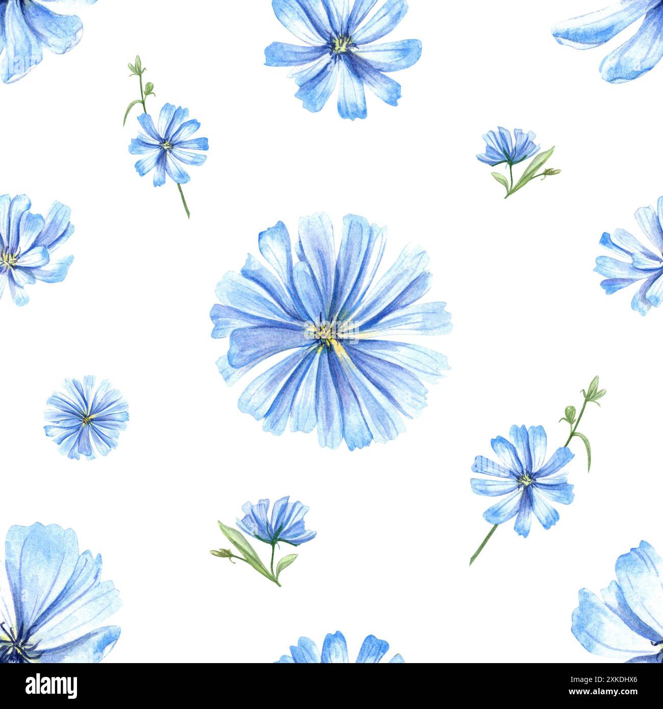 Blaue Zichorienpflanze. Wilde Wiesenblumen. Nahtloses Muster mit Blumenköpfen. Cichoriumkraut. Filigraner Intybus. Aquarellblumen-Illustration. Stockfoto