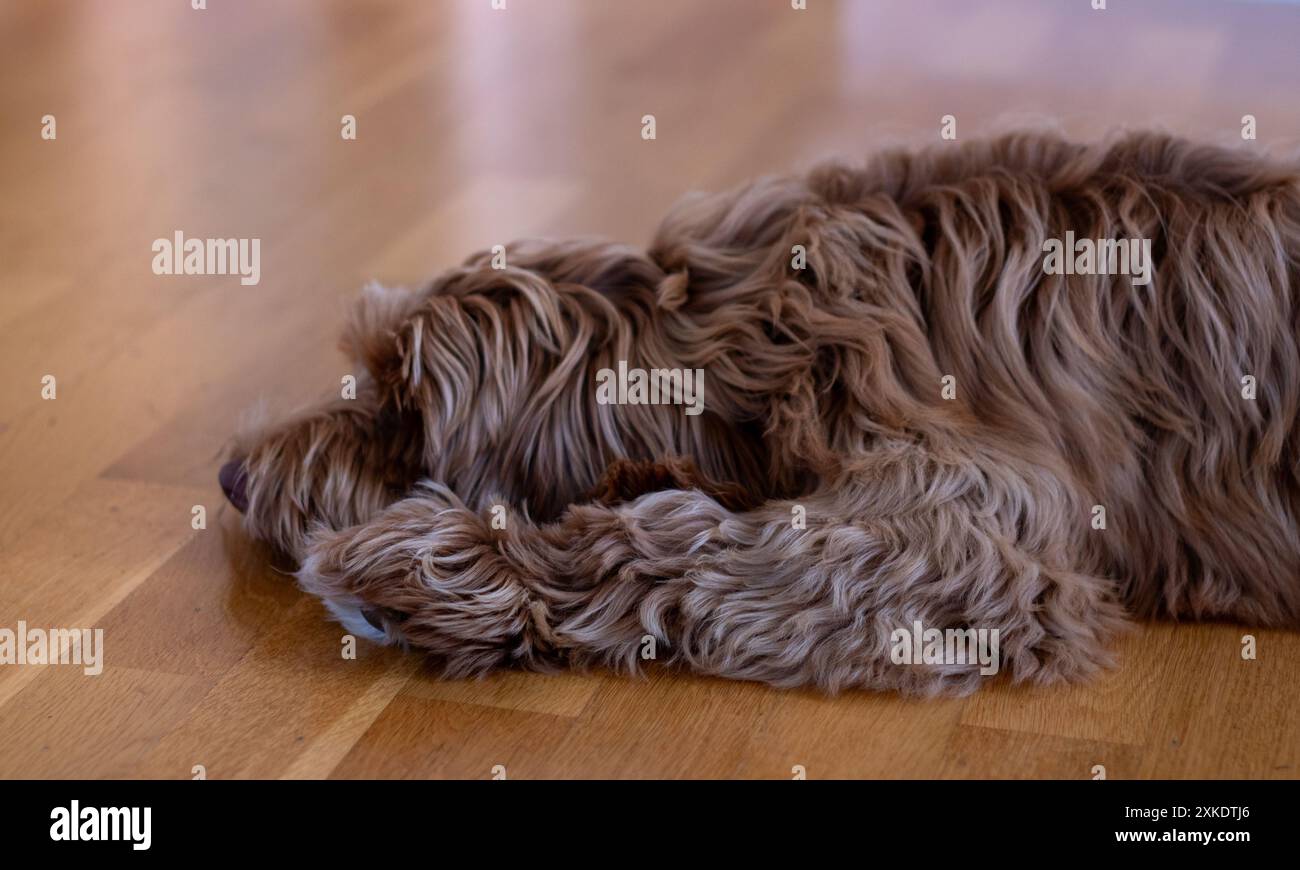 Gelangweilter Hund. Labradoodle. Stockfoto