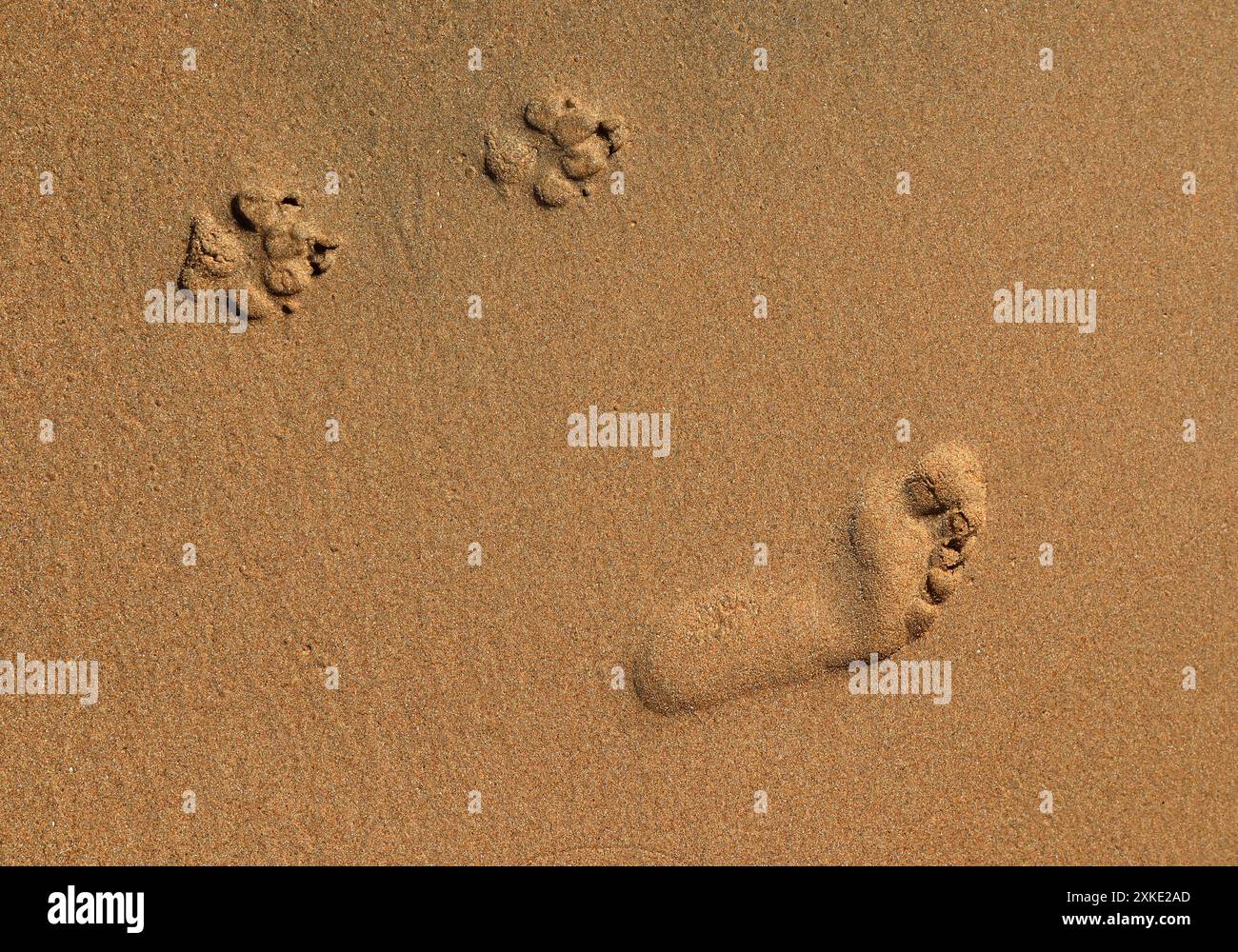 Perfekte Fußabdrücke von Mensch und Hund nebeneinander im nassen goldenen Sandstrand. Stockfoto