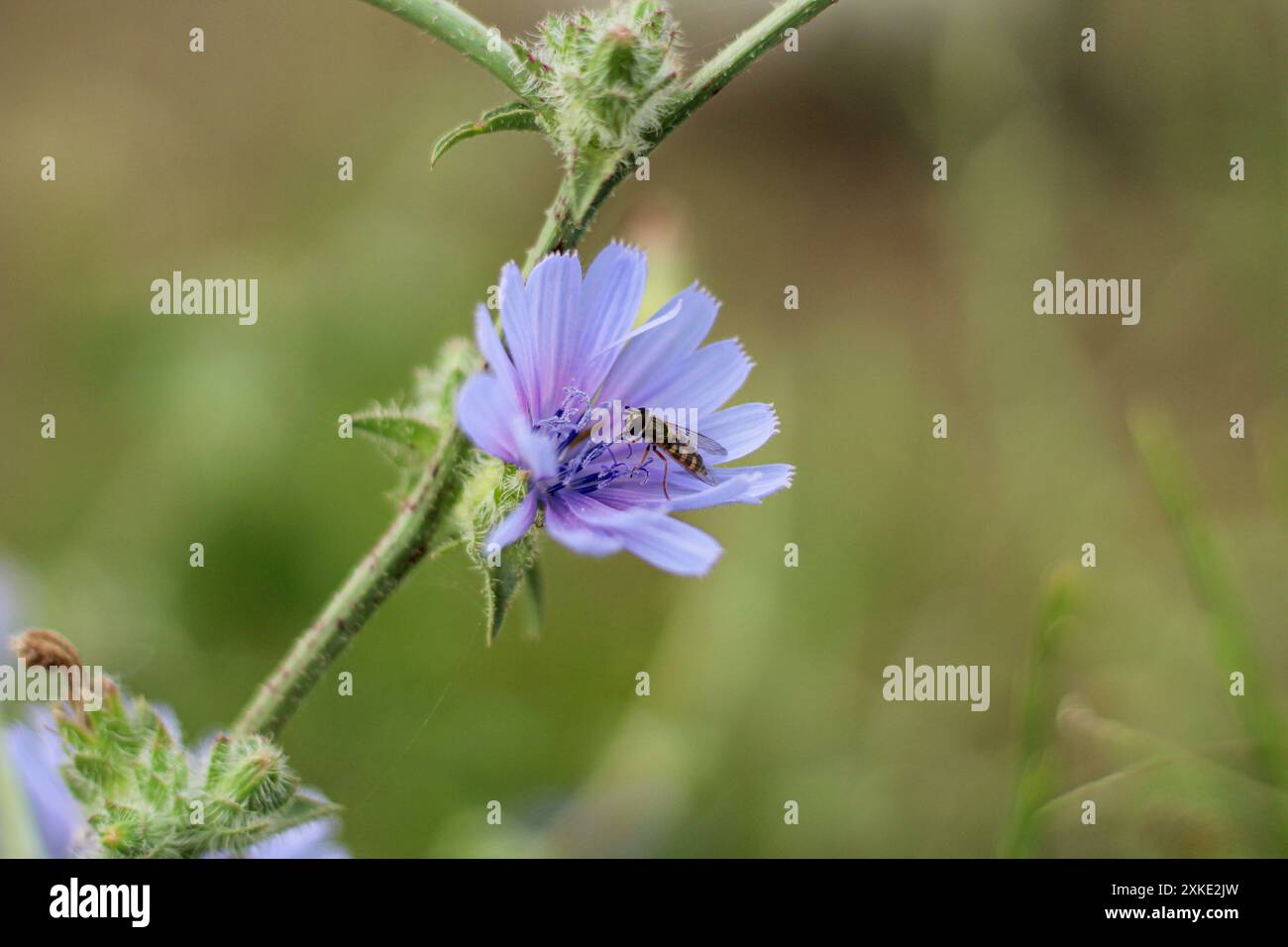 Blüte lila Blume in der Natur. Detail einer Eupeodenbiene auf einer gewöhnlichen Zichorienblüte (Cichorium intybus). Stockfoto