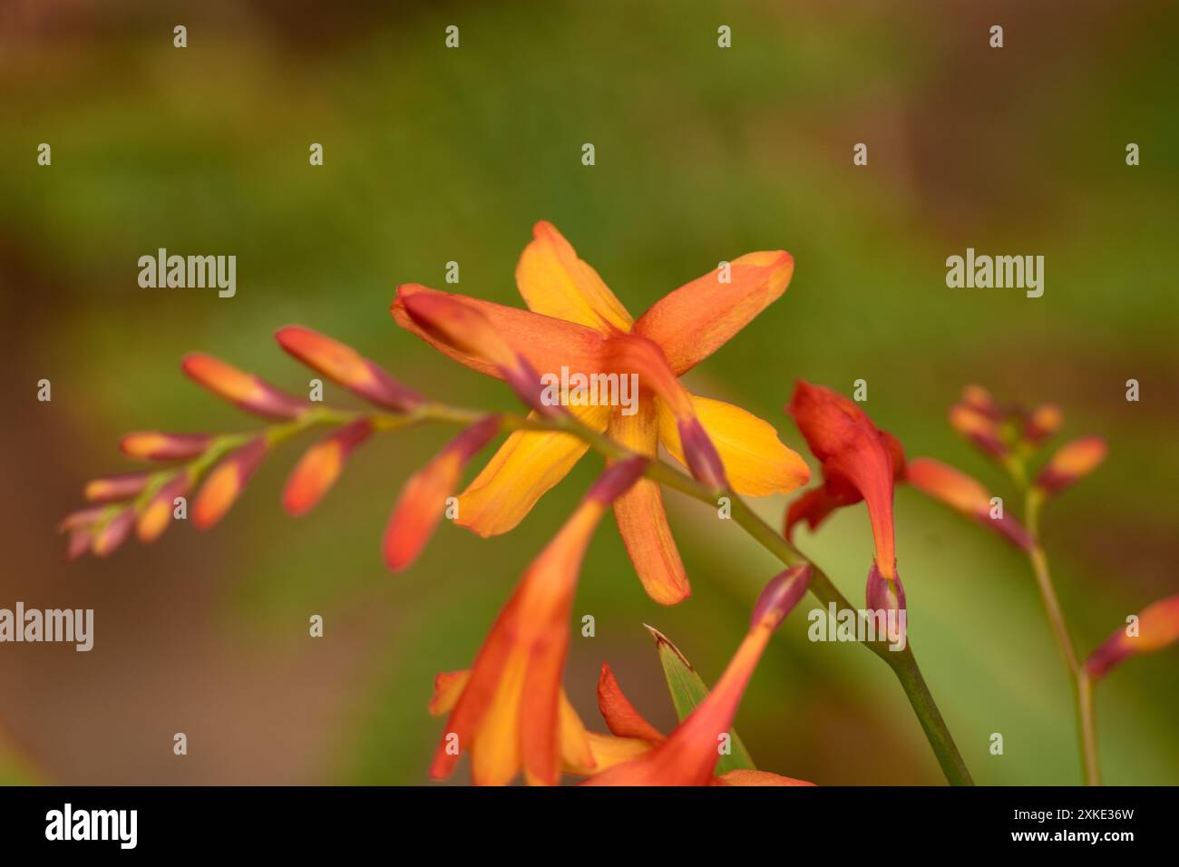 Dieses Foto zeigt die wunderschöne Crocosmia aurea, auch bekannt als Falling Stars oder Valentinstag Blumen, in voller Blüte auf den Cies Islands in Stockfoto