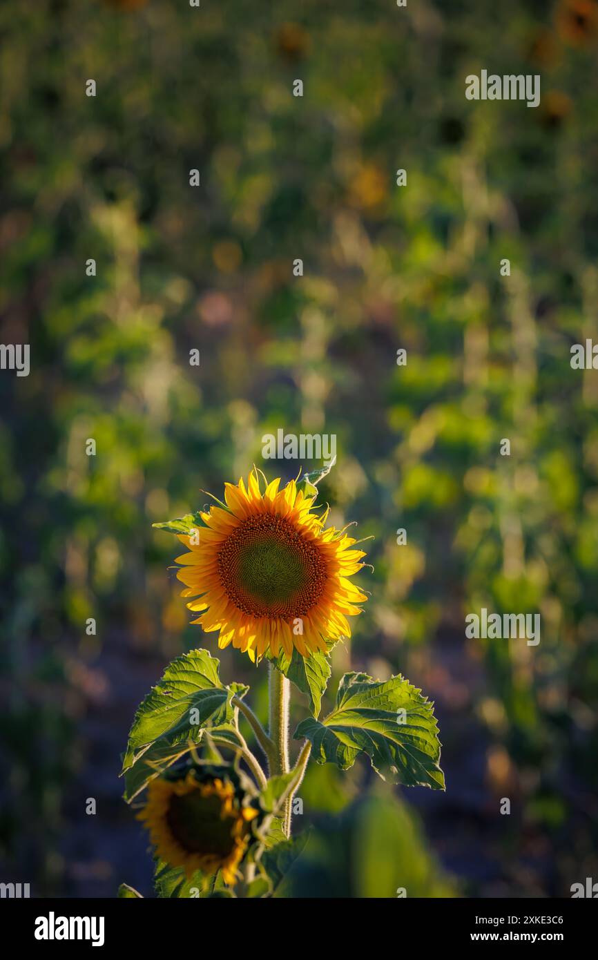 Schöne Sonnenblume bei Sonnenuntergang mit gelben Blütenblättern, Rohstoff für Sonnenblumenöl und Sonnenblumenkerne im Sonnenblumenfeld Stockfoto