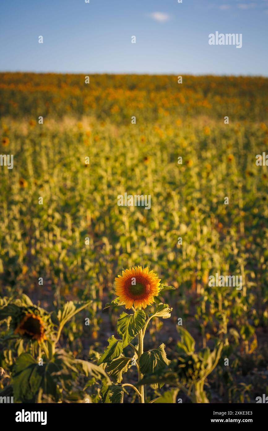 Sonnenblume bei Sonnenuntergang mit gelben Blütenblättern, Rohstoff für Sonnenblumenöl und Sonnenblumenkerne im Sonnenblumenfeld Stockfoto