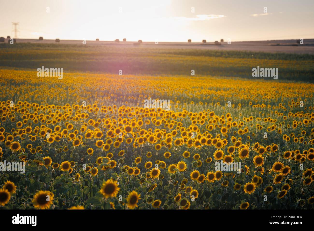 Sonnenblumenfeld bei Sonnenuntergang, der Rohstoff für Sonnenblumenöl und Sonnenblumenkerne Stockfoto