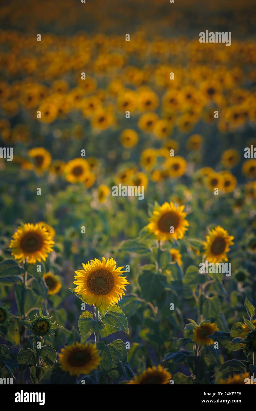 Sonnenblumenfeld bei Sonnenuntergang, der Rohstoff für Sonnenblumenöl und Sonnenblumenkerne Stockfoto