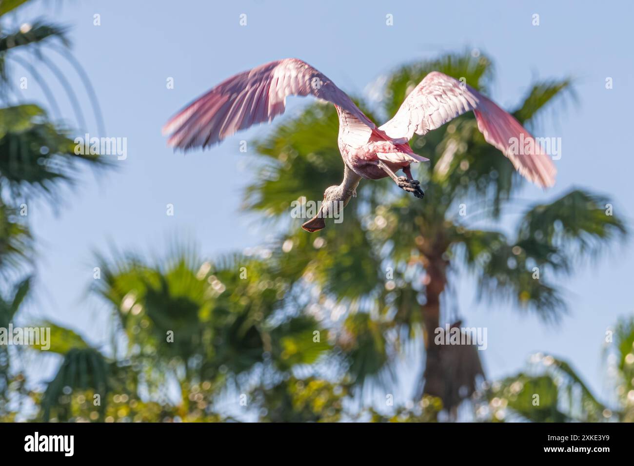 Rosenlöffelschnabel (Platalea ajaja) im Flug über Anastasia Island in St. Augustine, Florida. (USA) Stockfoto