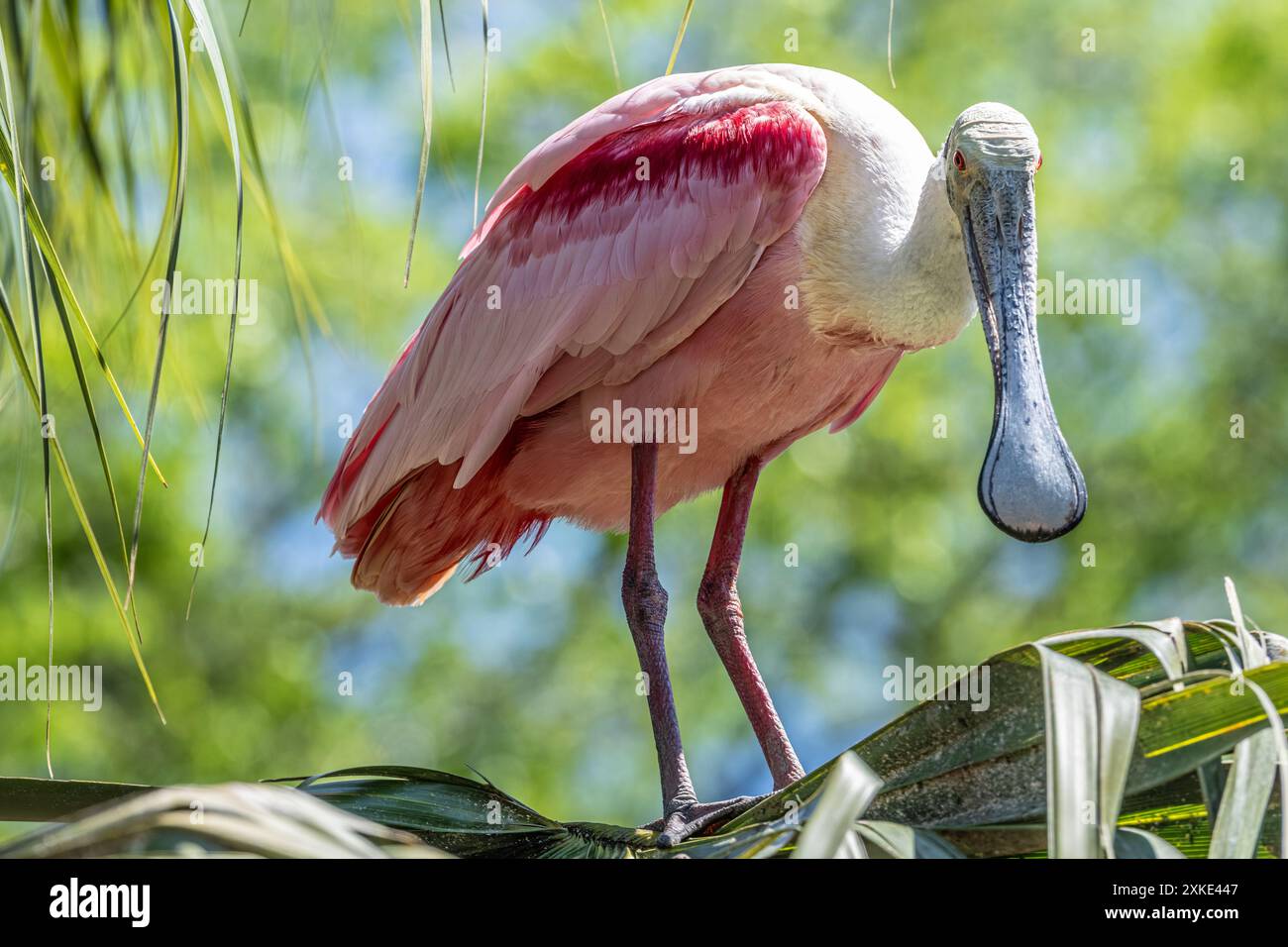 Rosenlöffelschnabel (Platalea ajaja) auf einer Palmenwedel auf Anastasia Island in St. Augustine, Florida. (USA) Stockfoto