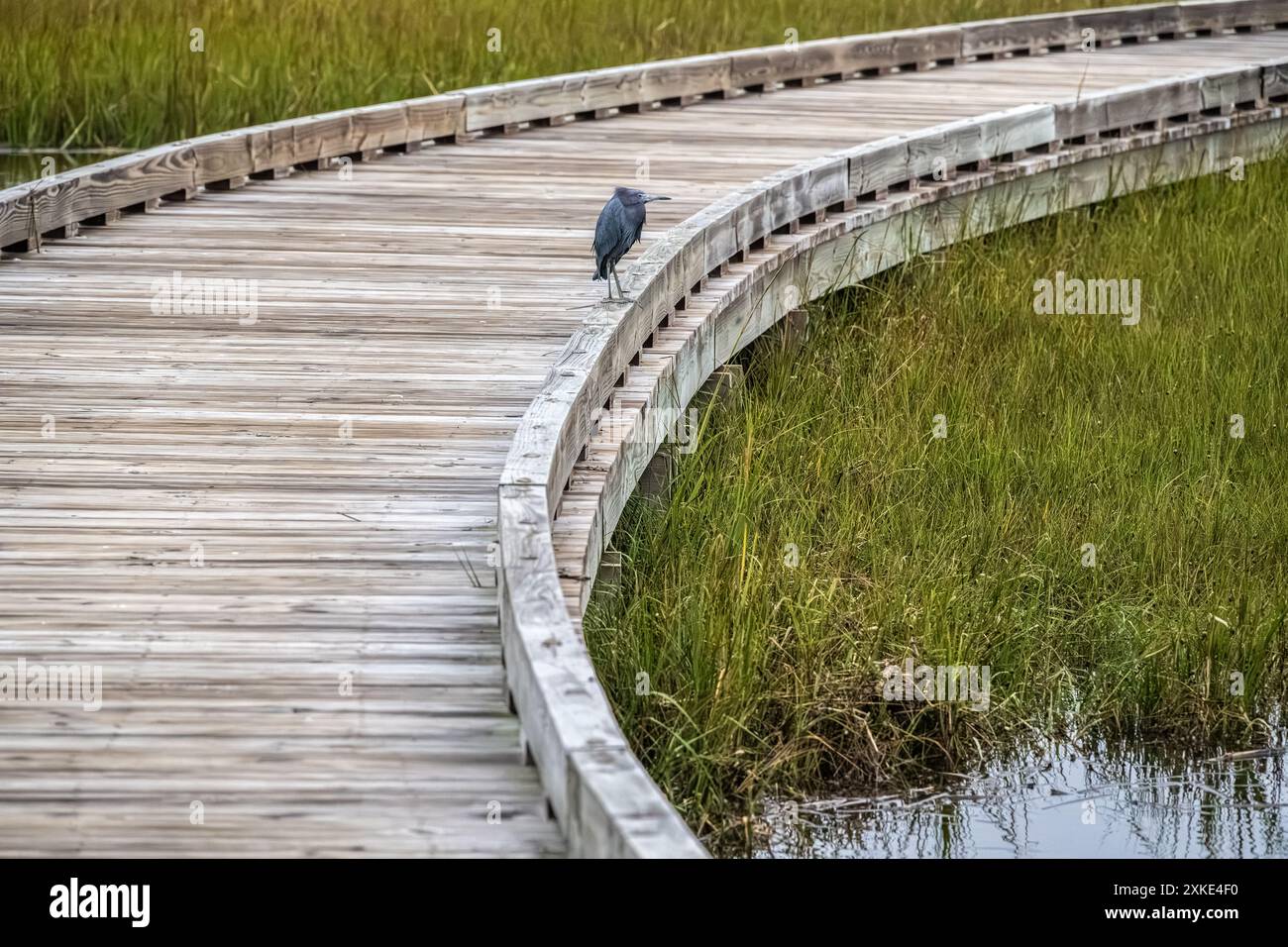 Der kleine Blaureiher (Egretta caerulea) thront am Rande des Tolomato River Boardwalk in Palencia, zwischen Nocatee und St. Augustine, FL. (USA) Stockfoto