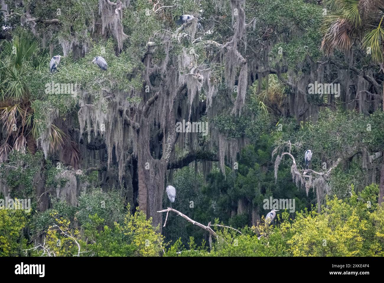 Die große Blaureiher-Kolonie auf der anderen Seite des Robinson Creek vom Fort Mose Historic State Park in St. Augustine, Florida. (USA) Stockfoto