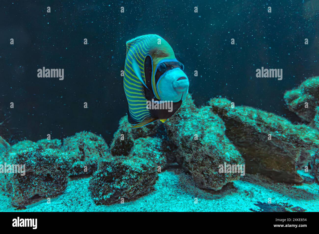 Der Kaiserfisch omacanthus Imperator ist eine Art von Meeresengeln. Es handelt sich um einen Fisch, der mit dem Riff verbunden ist. Im Allgemeinen mit stabiler Population assoziiert Stockfoto