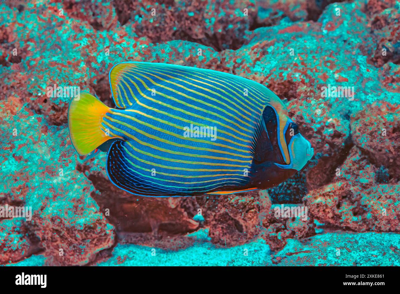Der Kaiserfisch omacanthus Imperator ist eine Art von Meeresengeln. Es handelt sich um einen Fisch, der mit dem Riff verbunden ist. Im Allgemeinen mit stabiler Population assoziiert Stockfoto