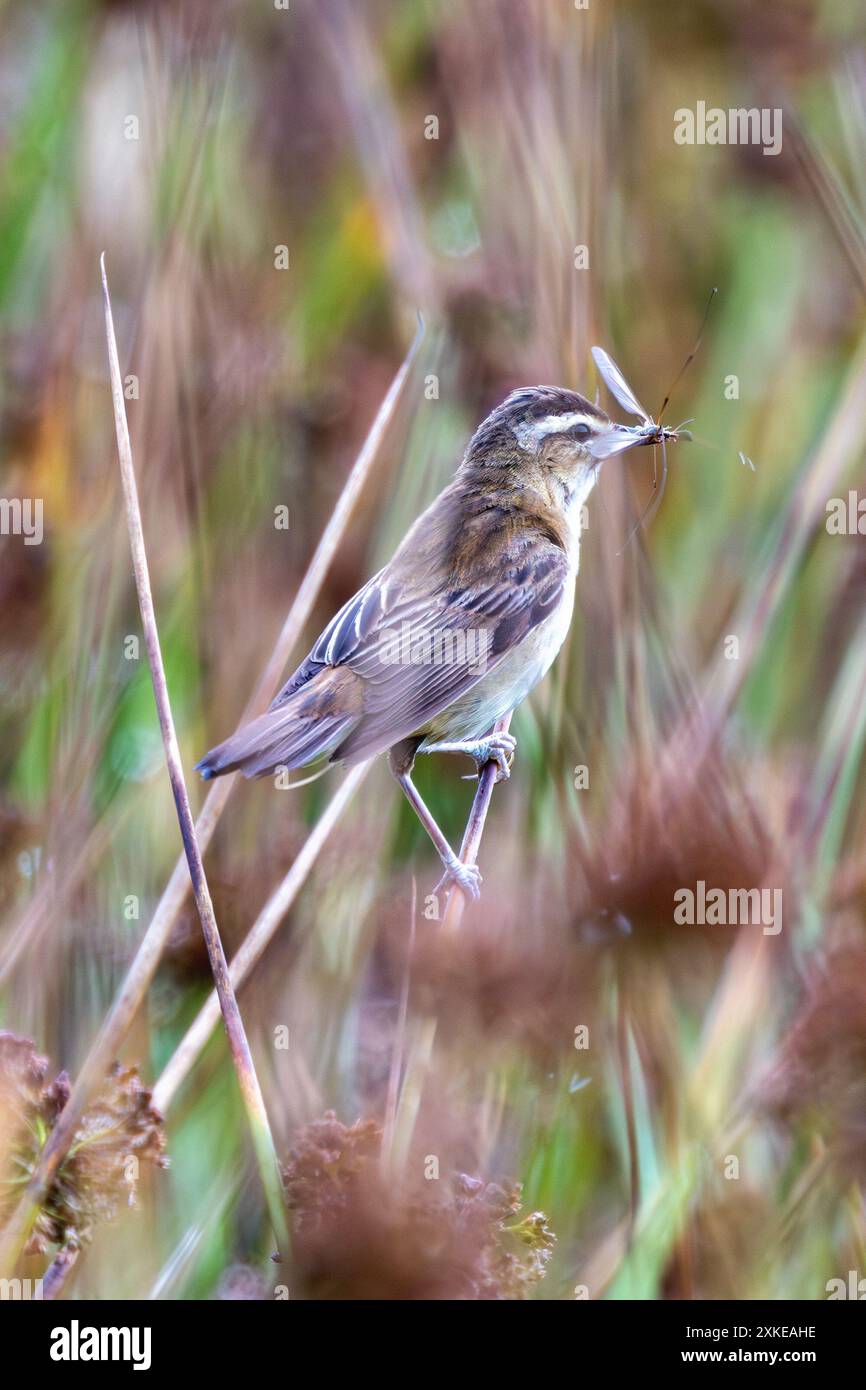 Der Sedge Warbler mit seinem braunen Gefieder und seinem markanten Augenstreifen ist in Feuchtgebieten und Schilfbeeten in ganz Europa häufig zu finden. Das war es Stockfoto