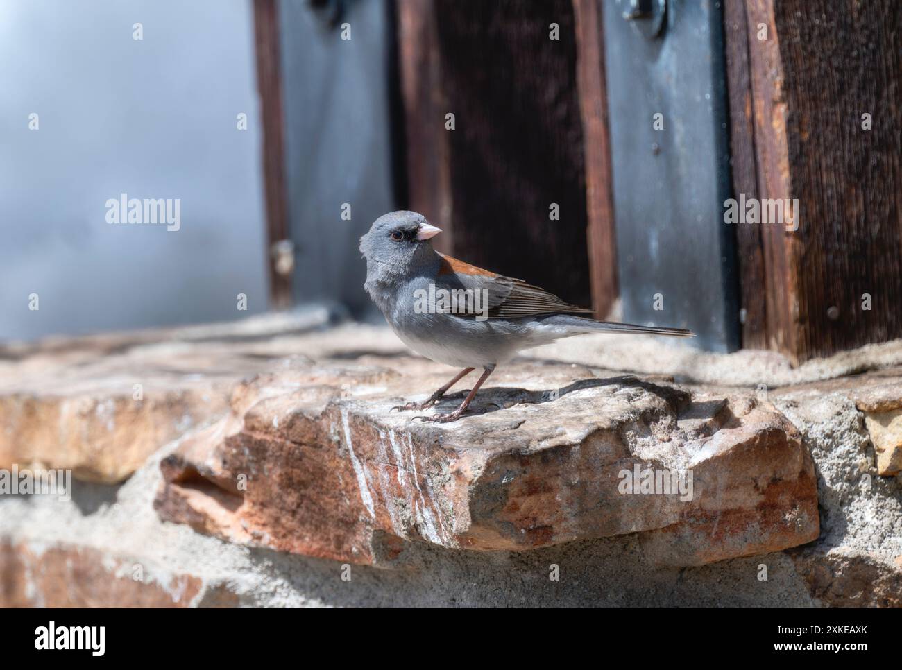 Ein grauköpfiger Junco; (Junco hyemalis ssp. Caniceps) ein häufiger Vogel in den Rocky Mountains; thront auf einer Steinmauer in sonniger Lage. Stockfoto
