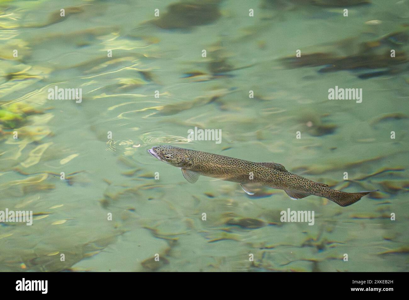 Eine Cutthroat-Forelle, die ein kleines Insekt in der Wasseroberfläche in einem flachen Bach im Pazifischen Nordwesten schnappt. Stockfoto