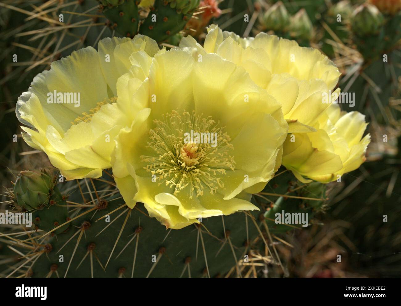 Gelb blühende Opuntia Cactus, Opuntia sulharharnstoff, Cactaceae. Argentinien, Südamerika. Stockfoto