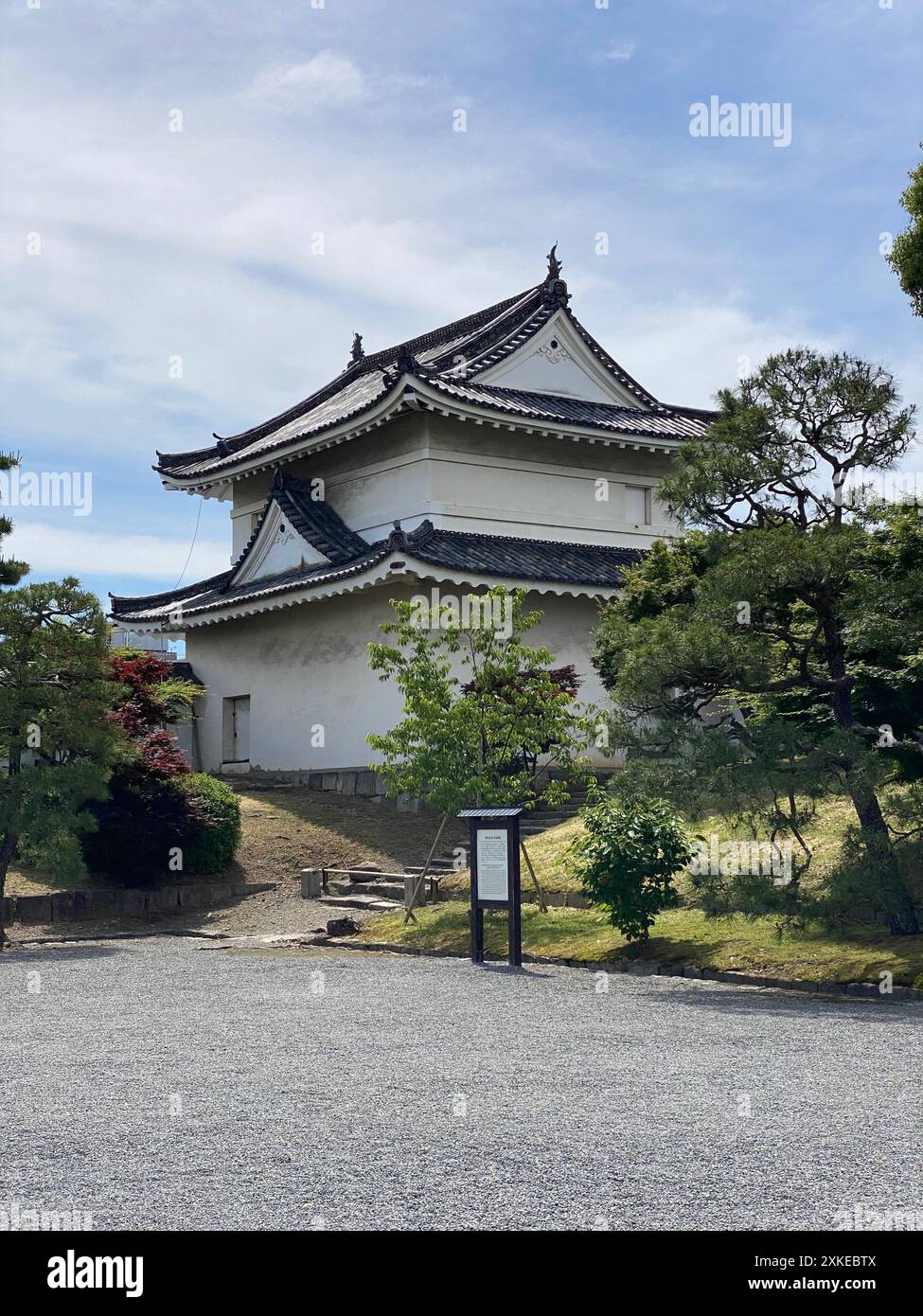 Foto einer Pinus thunbergii, einer Schwarzkiefer, einer japanischen Schwarzkiefer oder einer japanischen Kiefer in Motorikyu oder der Burg Moto-Rikyu Nijo in Kyoto, Japan. Stockfoto